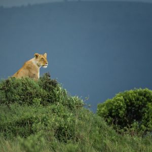 Hisa-Potovanj_Kenija-in-Tanzanija_122_Lioness