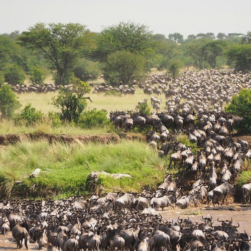 Kenija – Nepozabni kenijski safari – Individualni odhodi